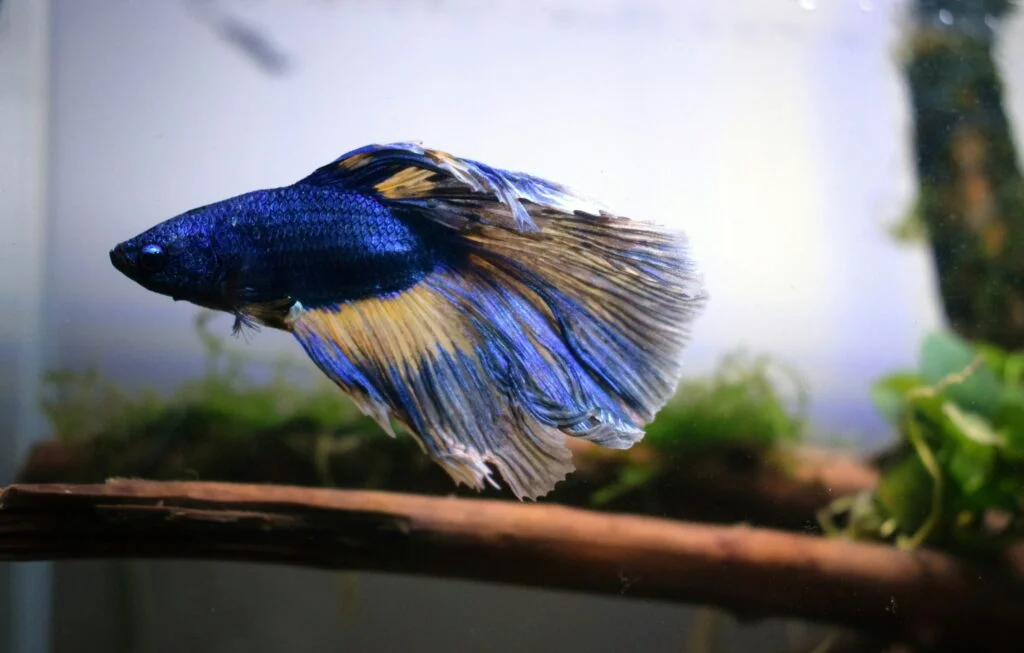 Creative Aquascaping Ideas with Rocks