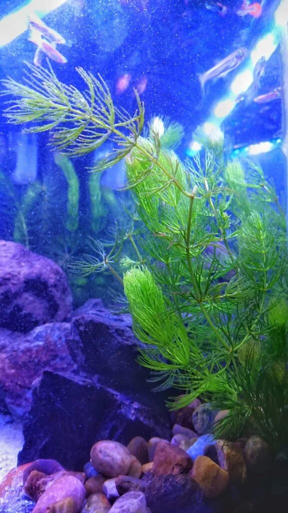 Essential Guide to Aquascaping for Beginners