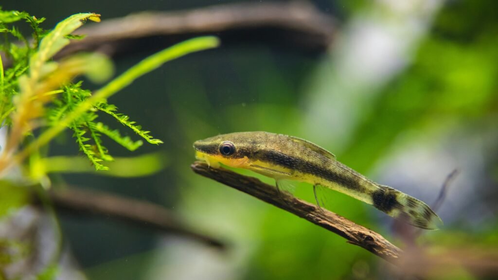Essentials of Aquascaping: Designing Dynamic Fish Tanks
