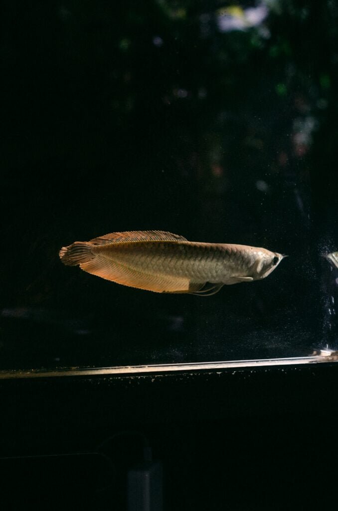 Essentials of Aquascaping: Designing Dynamic Fish Tanks