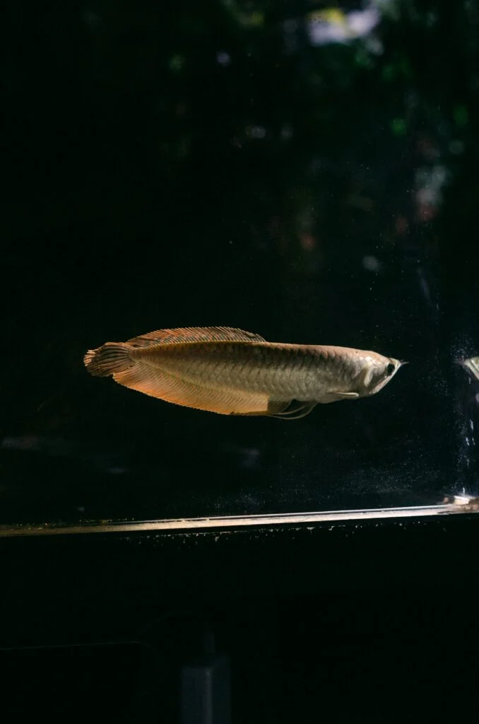 Essentials of Aquascaping: Designing Dynamic Fish Tanks