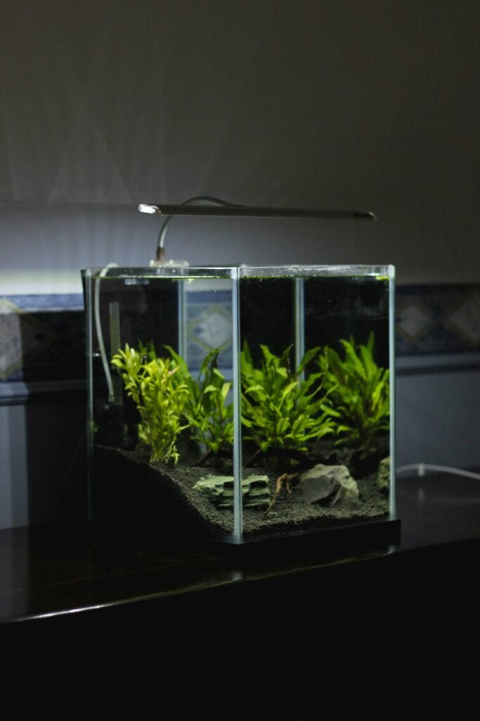 Essentials of Aquascaping: Designing Dynamic Fish Tanks