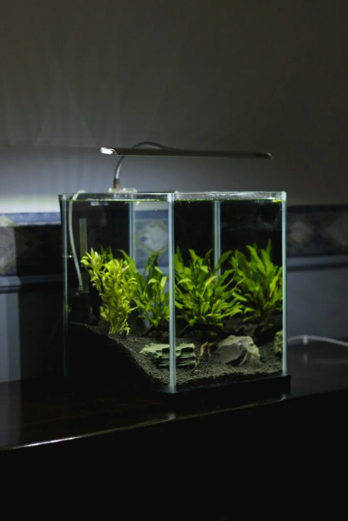 Essentials of Aquascaping: Designing Dynamic Fish Tanks