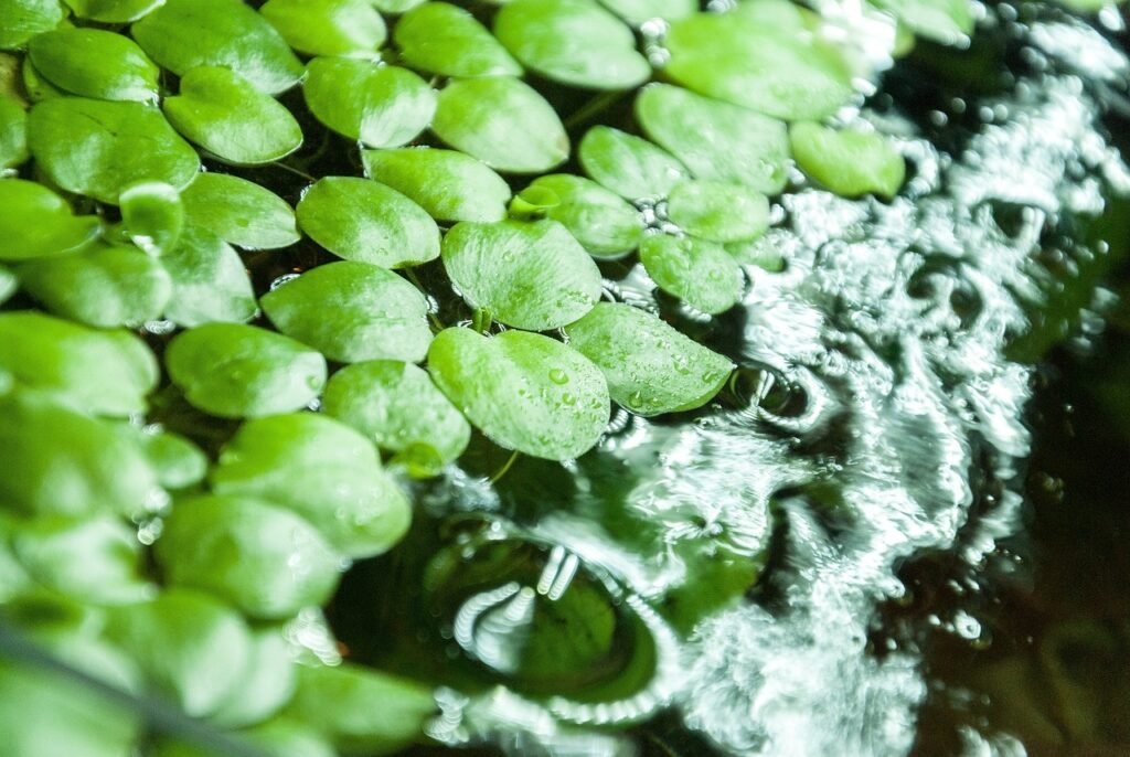 Mastering Aquascaping for Betta Fish Environments