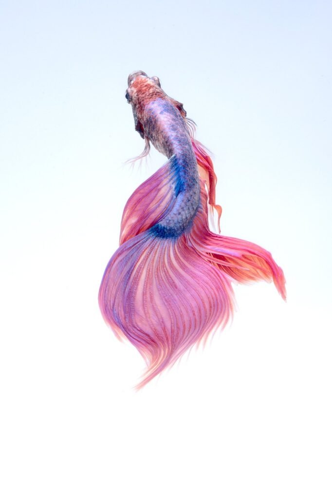 Mastering Betta Aquascaping: A Comprehensive Guide