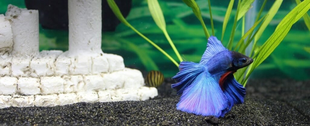 Mastering Betta Aquascaping: A Comprehensive Guide