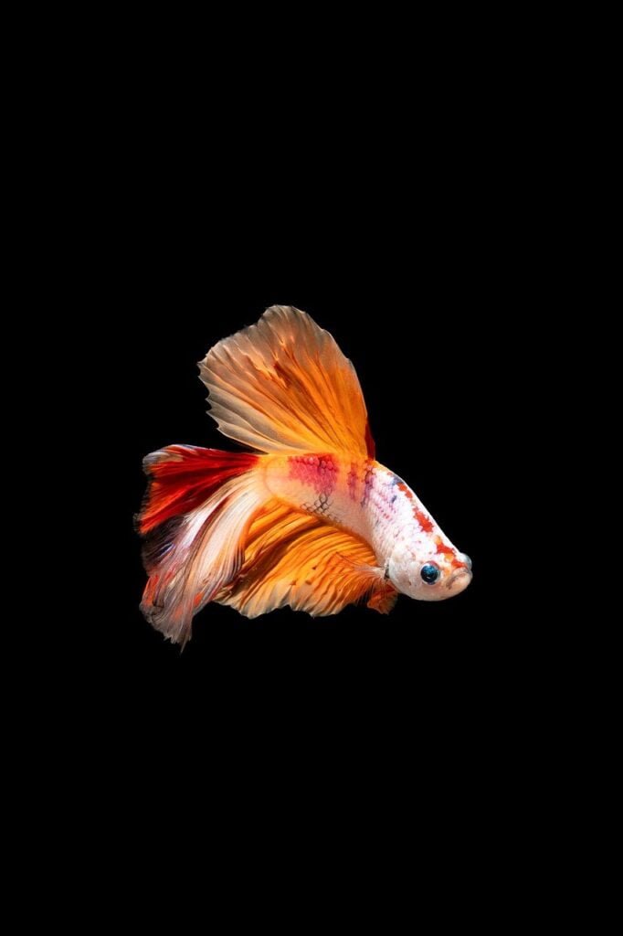 Mastering Betta Aquascaping: A Comprehensive Guide