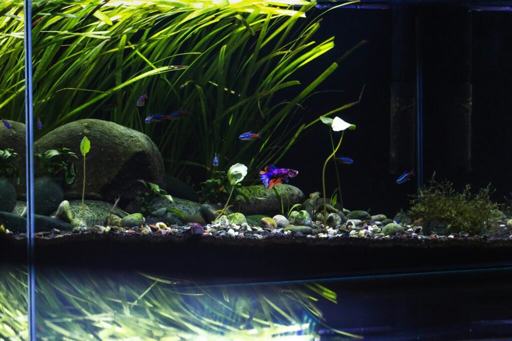 Creative Aquascaping Ideas for Vibrant Aquariums Creative Aquascaping Ideas for Vibrant Aquariums