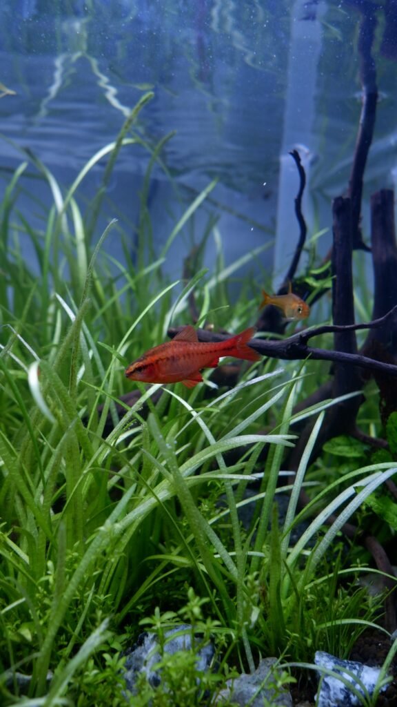 Essential Aquascaping Tools for Beginners Essential Aquascaping Tools for Beginners