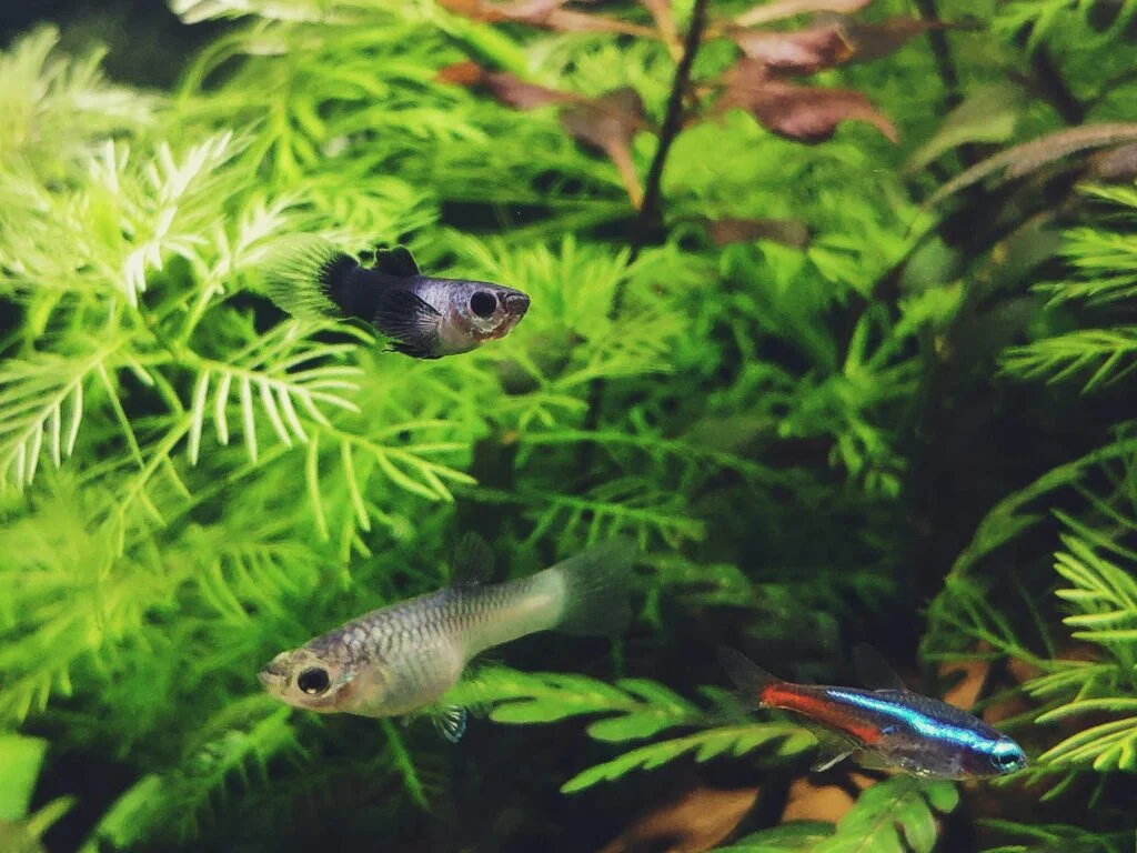 Essential Aquascaping Tools for Beginners