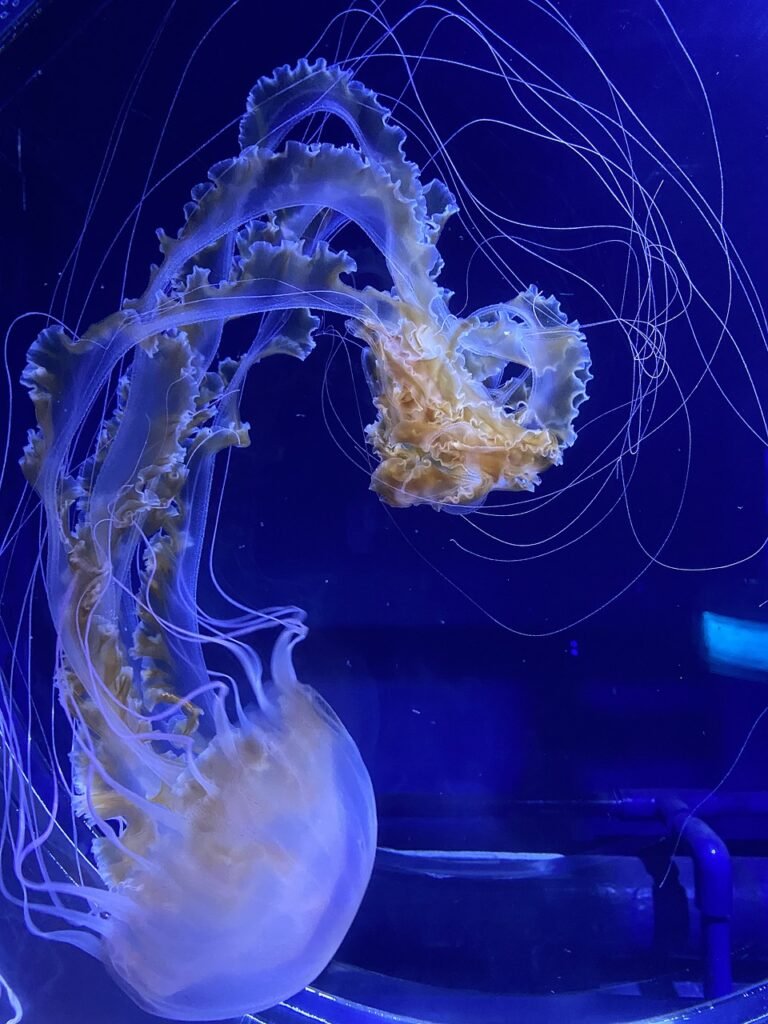 Essential Tips for Thriving Aquascaping in a 10 Gallon Aquarium