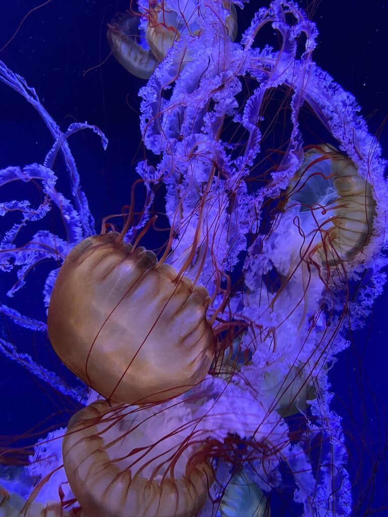 Mastering Aquascaping Design: An Artistic Approach to Aquariums Mastering Aquascaping Design: An Artistic Approach to Aquariums