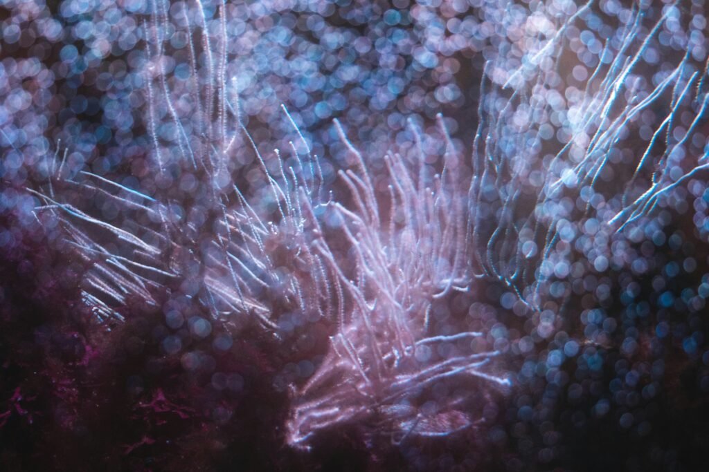 Mastering Aquascaping: The Art of Reef Aquariums Mastering Aquascaping: The Art of Reef Aquariums