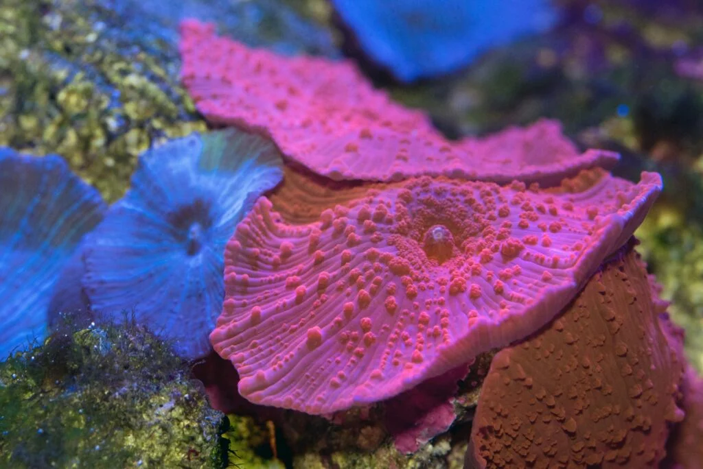 Mastering Aquascaping: The Art of Reef Aquariums Mastering Aquascaping: The Art of Reef Aquariums