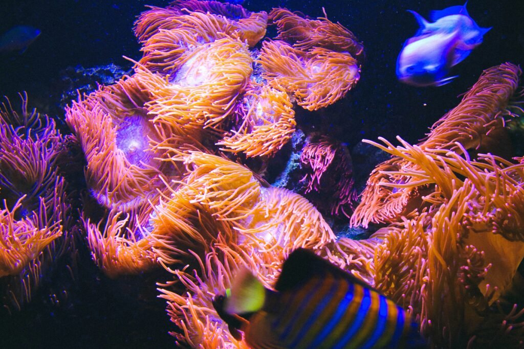 Mastering Dutch Style Aquascaping: An Artistic Approach to Aquariums Mastering Dutch Style Aquascaping: An Artistic Approach to Aquariums