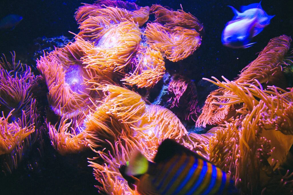 Mastering Dutch Style Aquascaping: An Artistic Approach to Aquariums