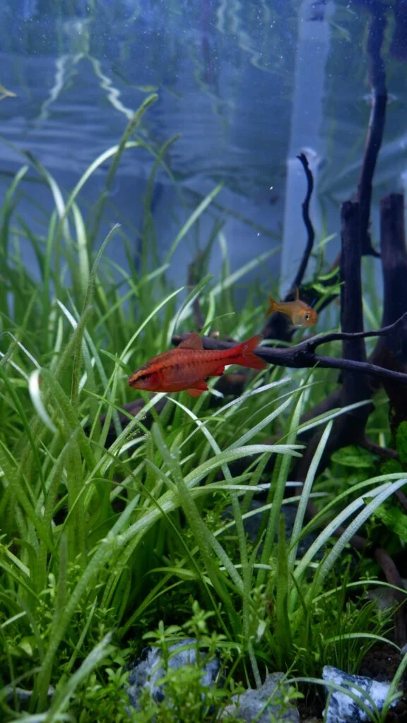 Mastering Dutch Style Aquascaping: An Artistic Approach to Aquariums