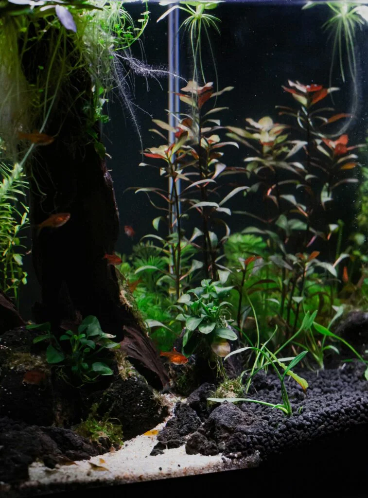 Mastering Shrimp Aquascaping: An Essential Guide