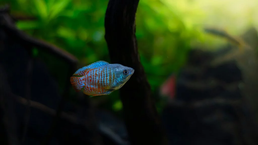 Essential Tools for Aquascaping: A Guide to Choosing the Right Aquascaping Kit