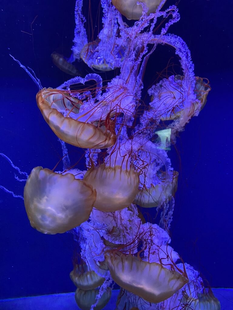 Mastering Aquascaping with Rocks: A Guide to Natural Aquarium Design Mastering Aquascaping with Rocks: A Guide to Natural Aquarium Design